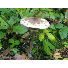 Мицелий Гриба-зонтика пестрого / Зонтик высокий (Macrolepiota procera)